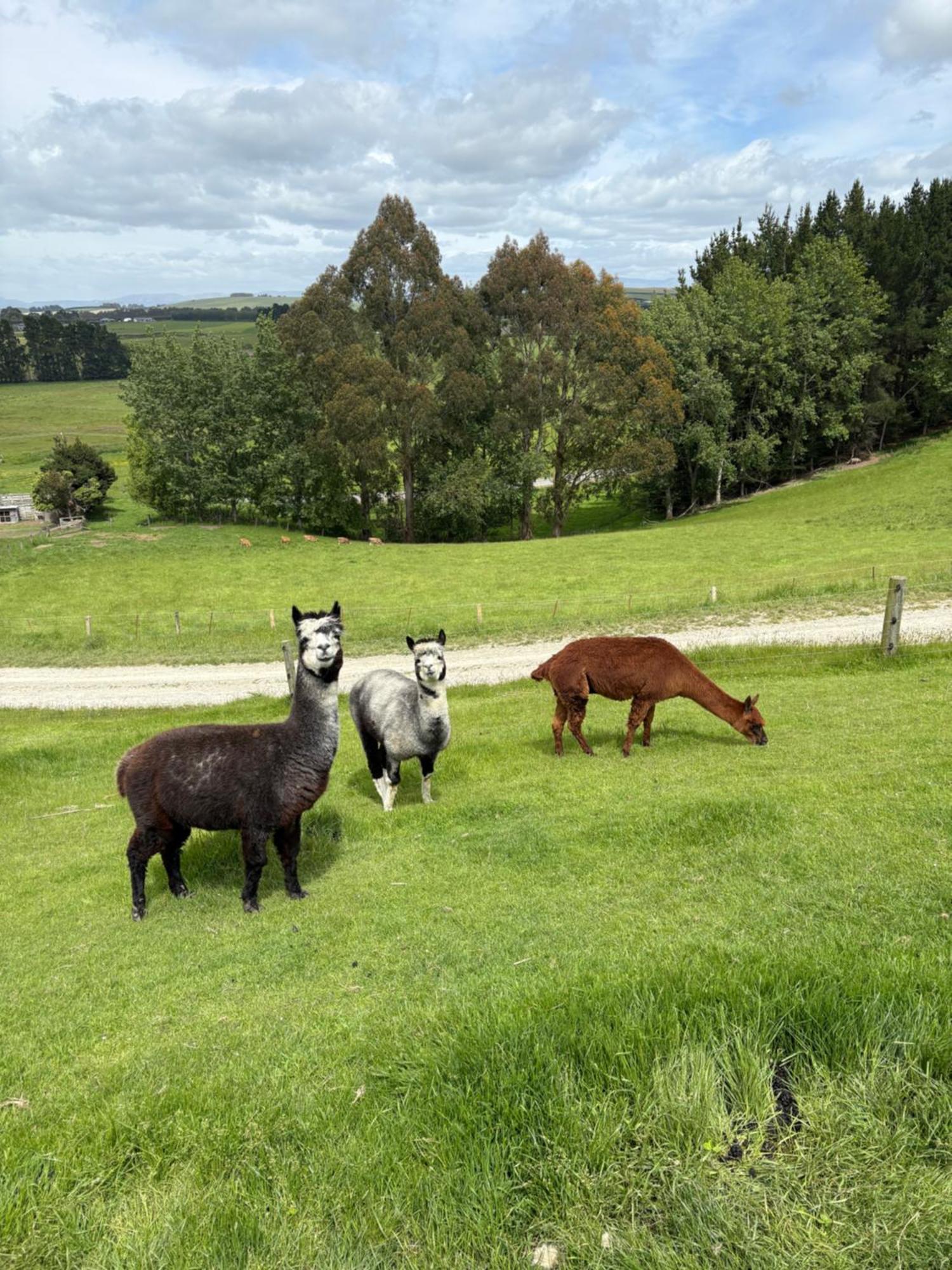 The Shepherd'S Rest Oamaru Εξωτερικό φωτογραφία